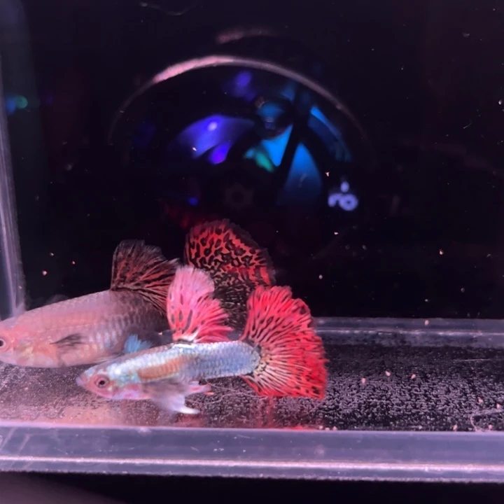 孔雀鱼半月尾红龙1对