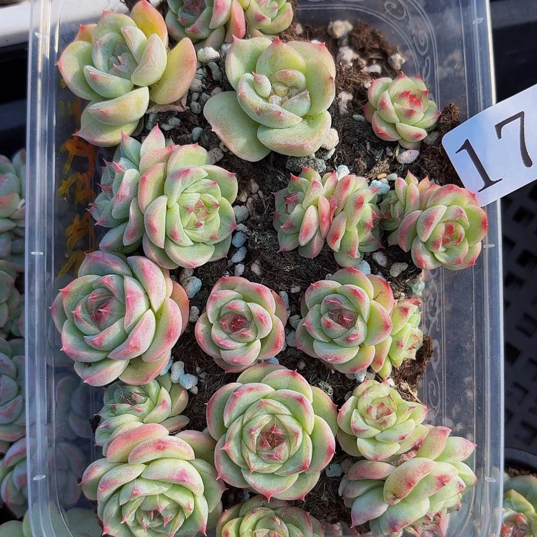多肉植物多肉植物173