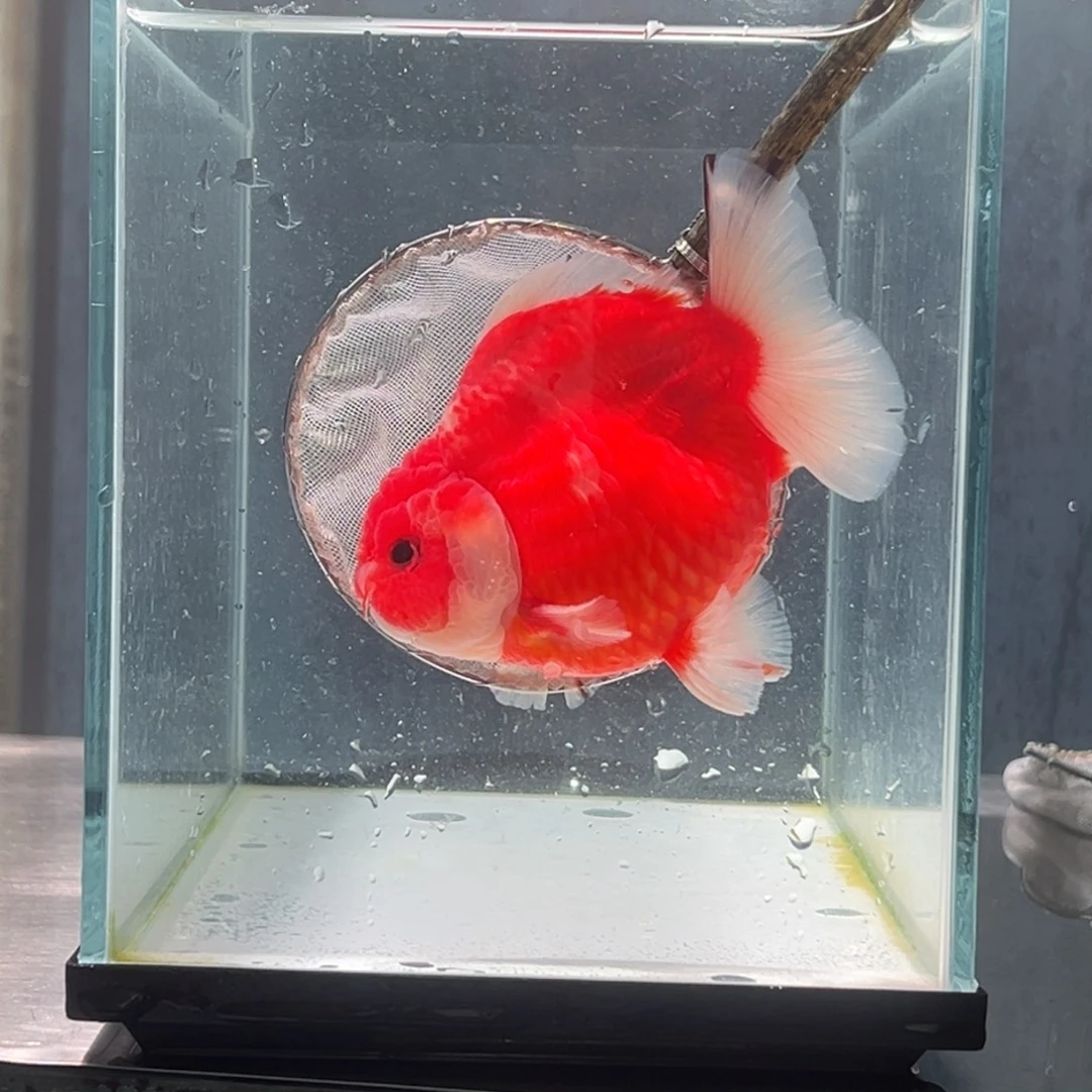 金鱼0240246588555599999