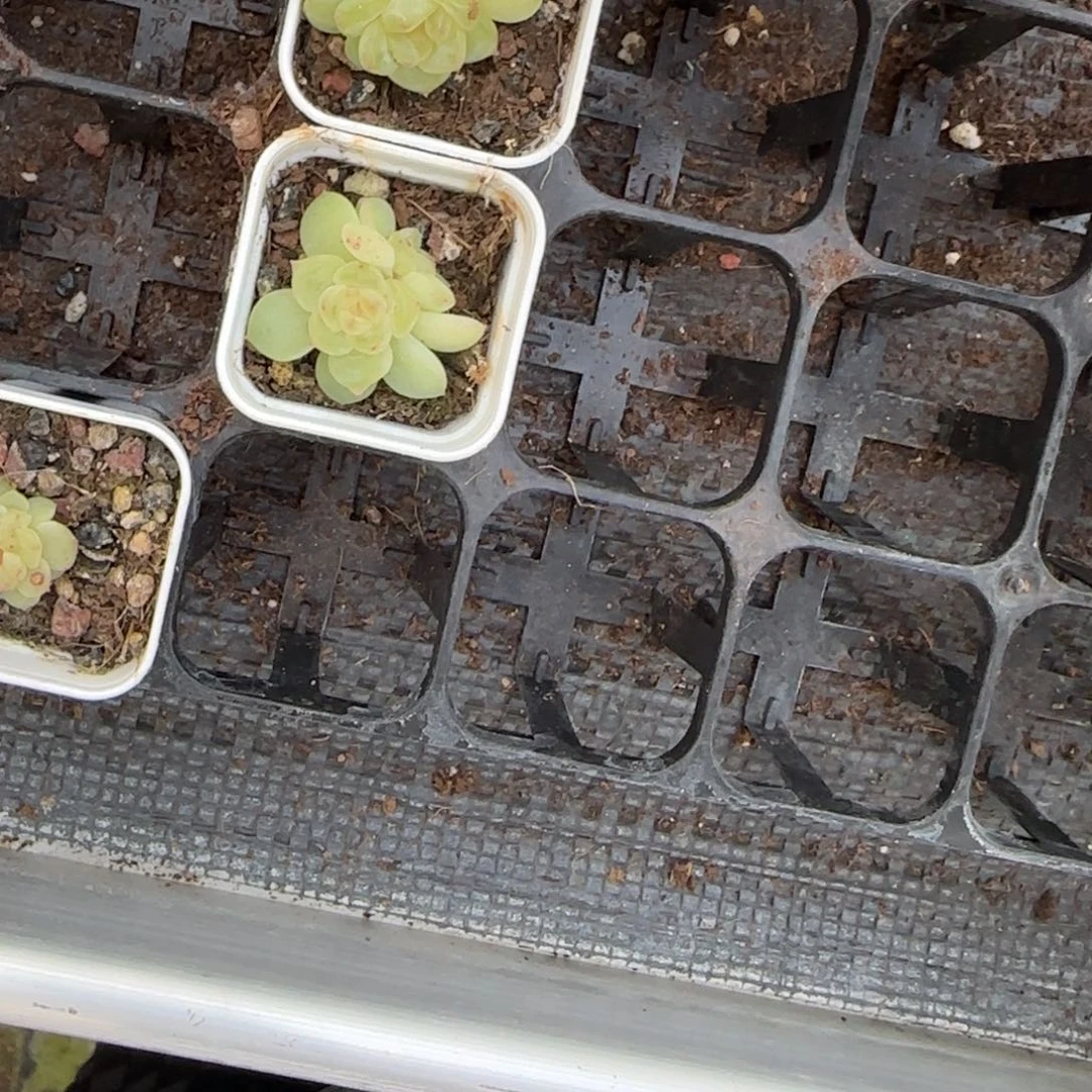 P26 盆7床一个满25包邮