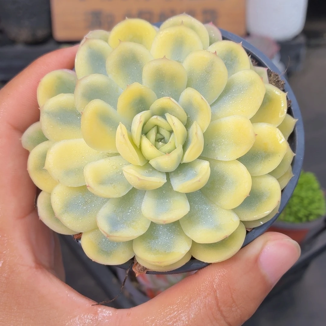 草莓冰锦多肉9.9包邮发货