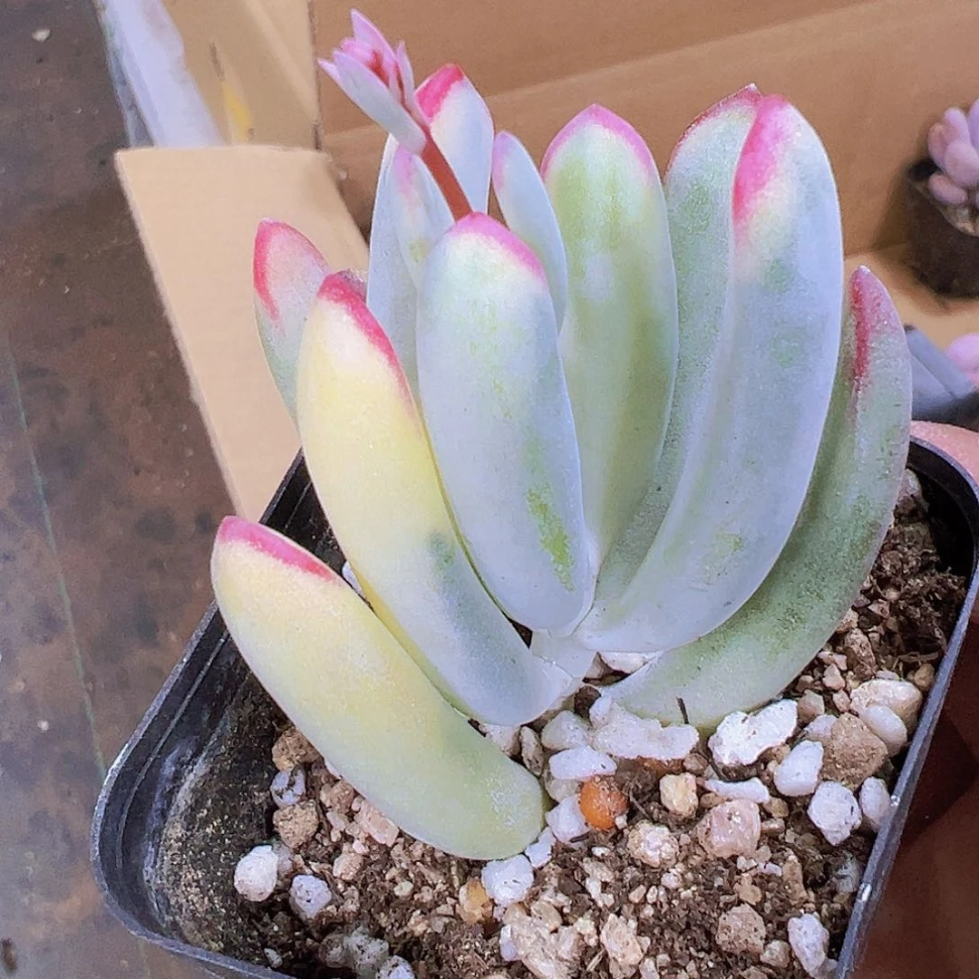 棒叶福娘锦19包邮