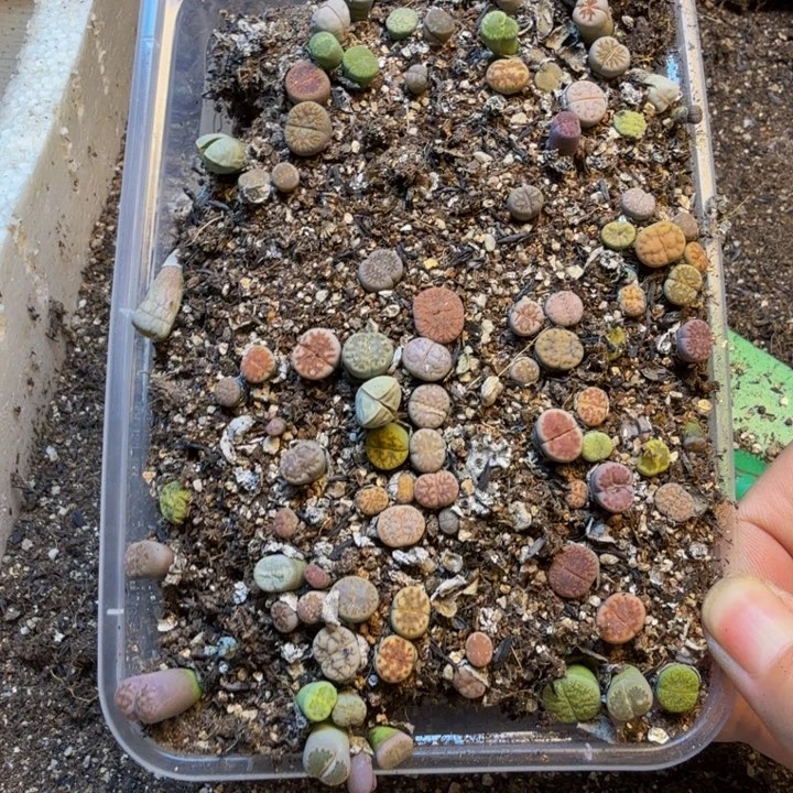 纯***风多肉植物的生长发育38