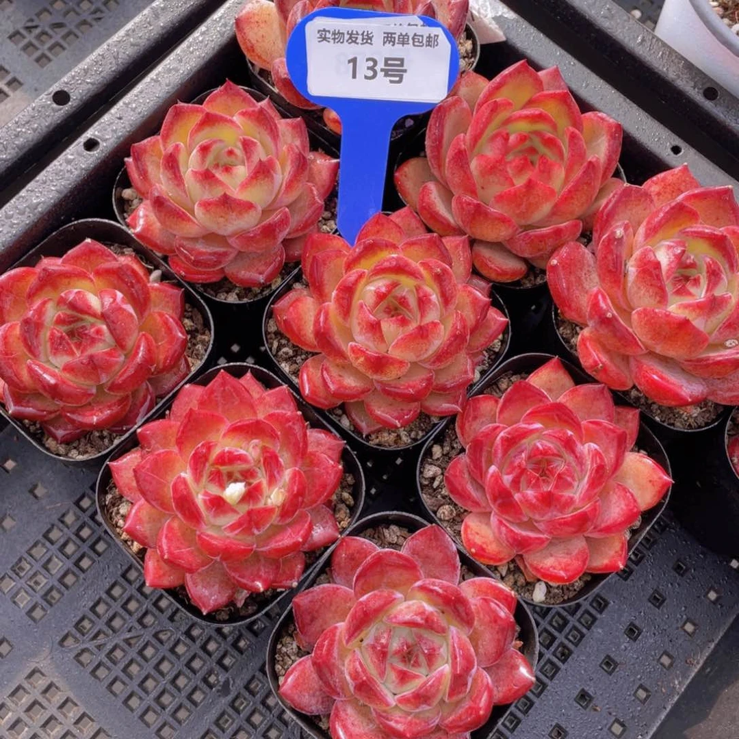 13号红透夜魔侠单头一个