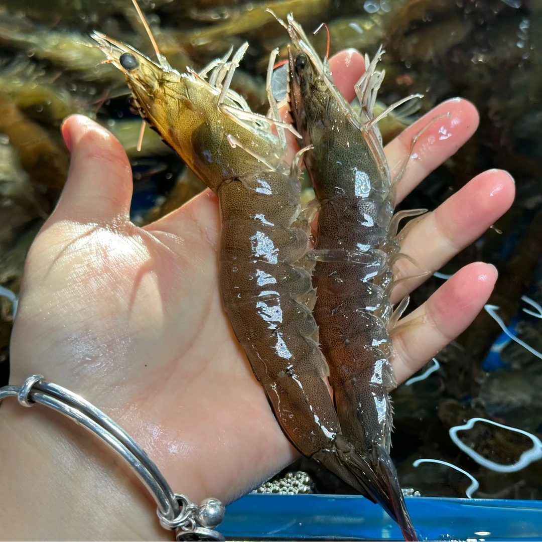 【鲜活】大海虾 500g 25只左右