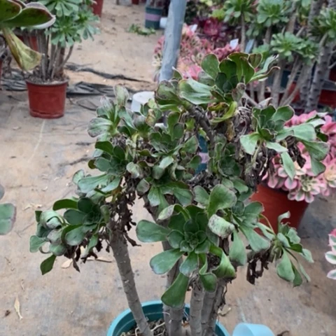 拉丝景多肉植物055