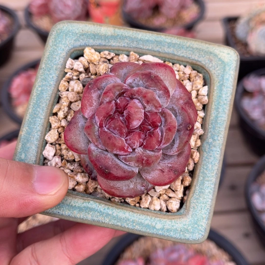 石榴籽星影石化一物一拍