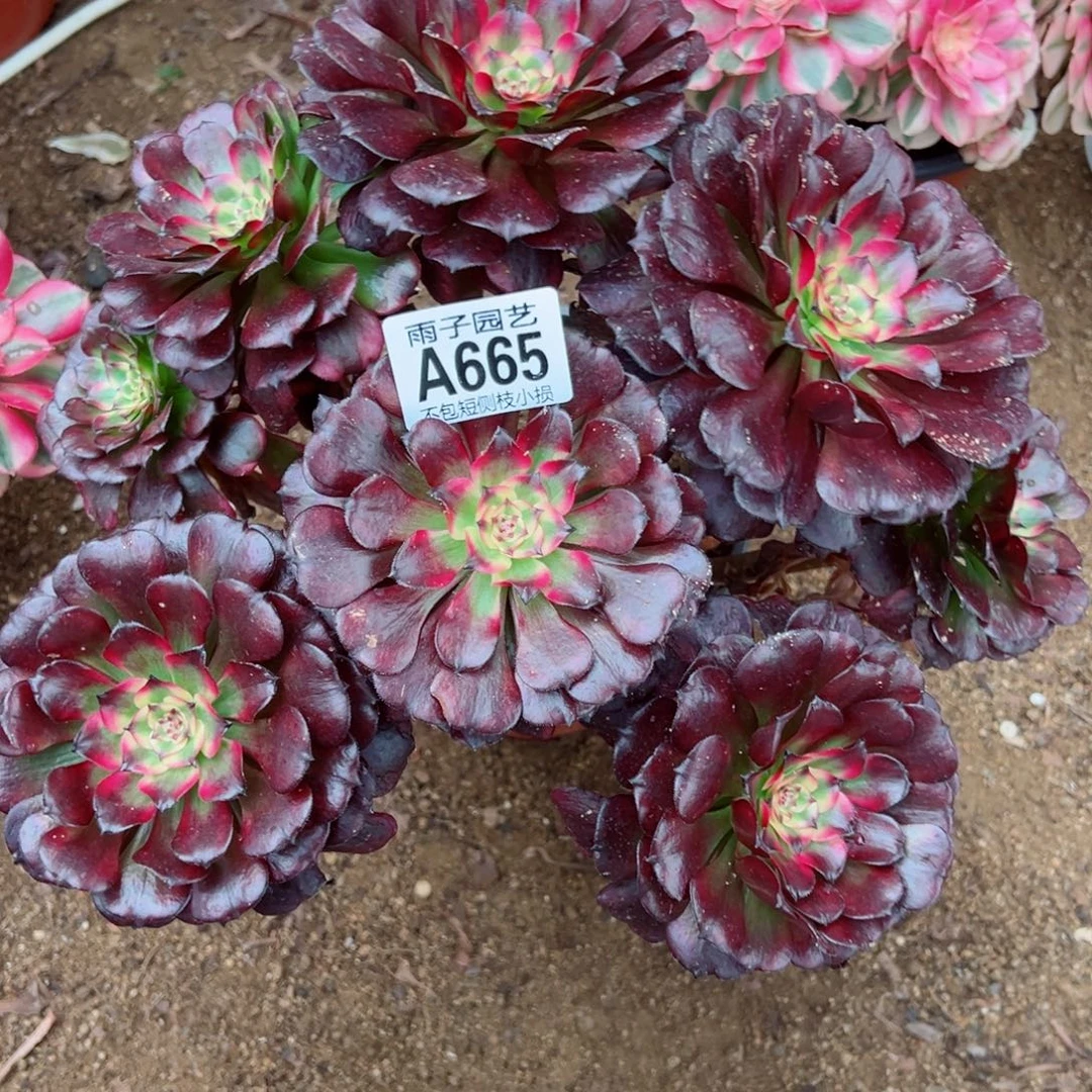 665美姬尺寸25左右特价