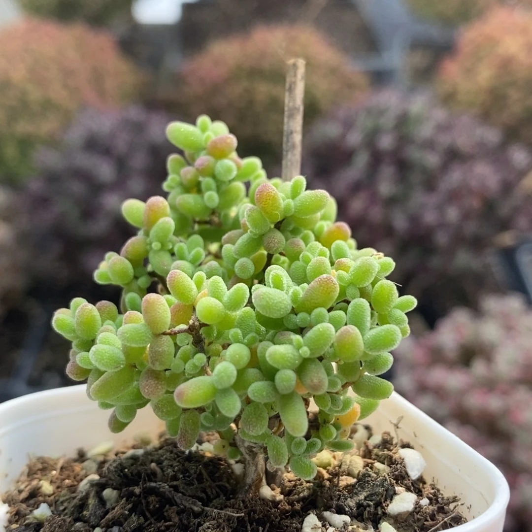 蜜橘糖球4731年后发货