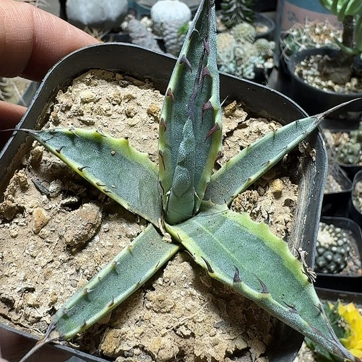 382甲罗舞者脱土发货