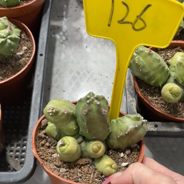 橙桃新品多头一物一拍126