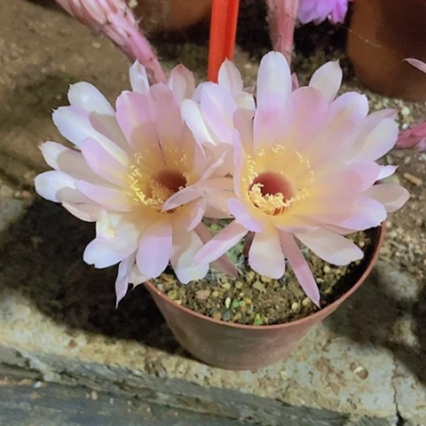 用****9仙人掌彩草A047