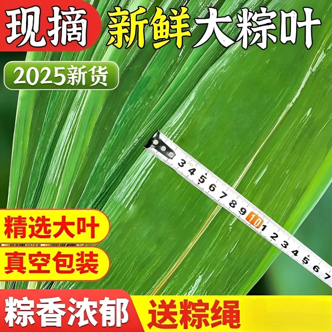 超大号新鲜包粽粽叶粽子叶新鲜新叶包粽子专用的叶子端午节包粽子