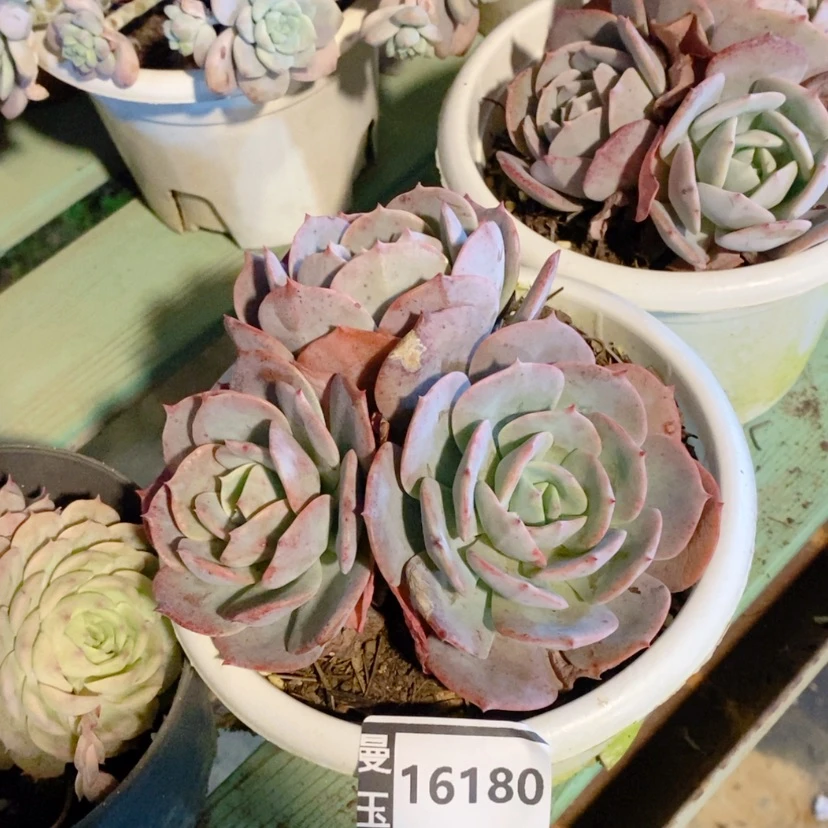 【闪购商品】?**?蓝粉台阁16180