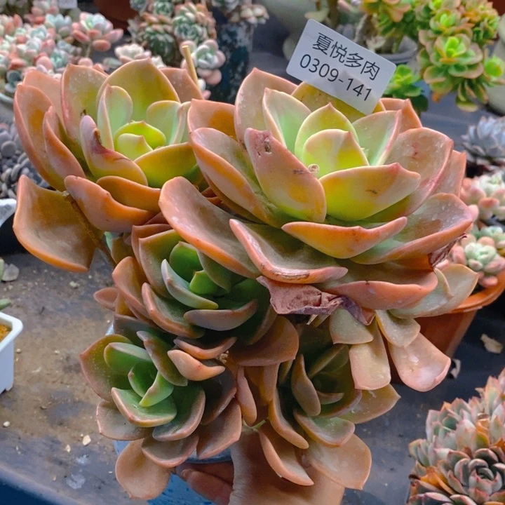 夏悦多肉 0309-141赫氏