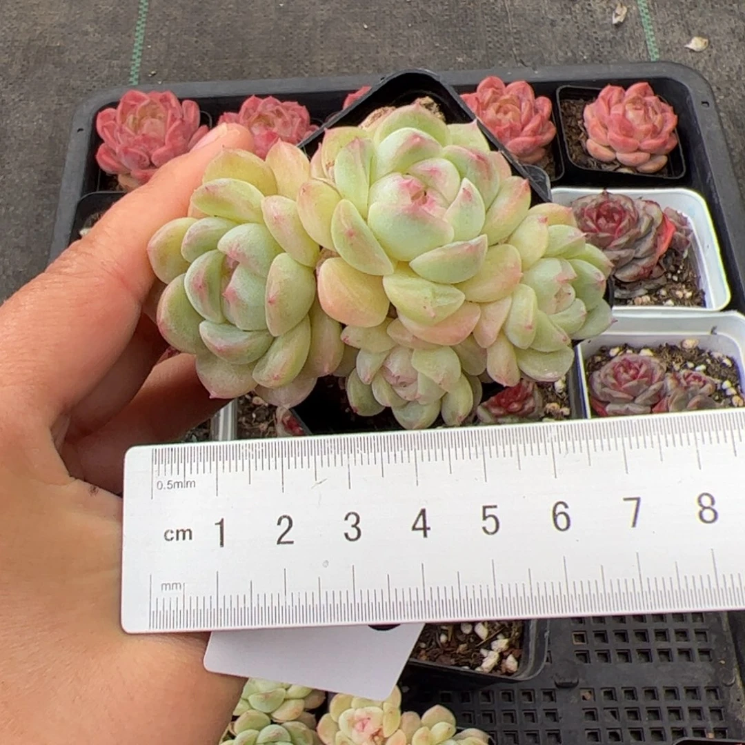布***寳269 多肉植物组合盆栽