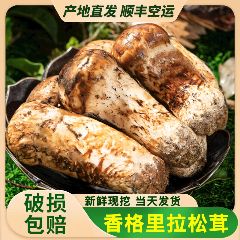 香格里拉松茸新鲜菌菇云南特产菌子不开伞顺丰空运无添加食用菌