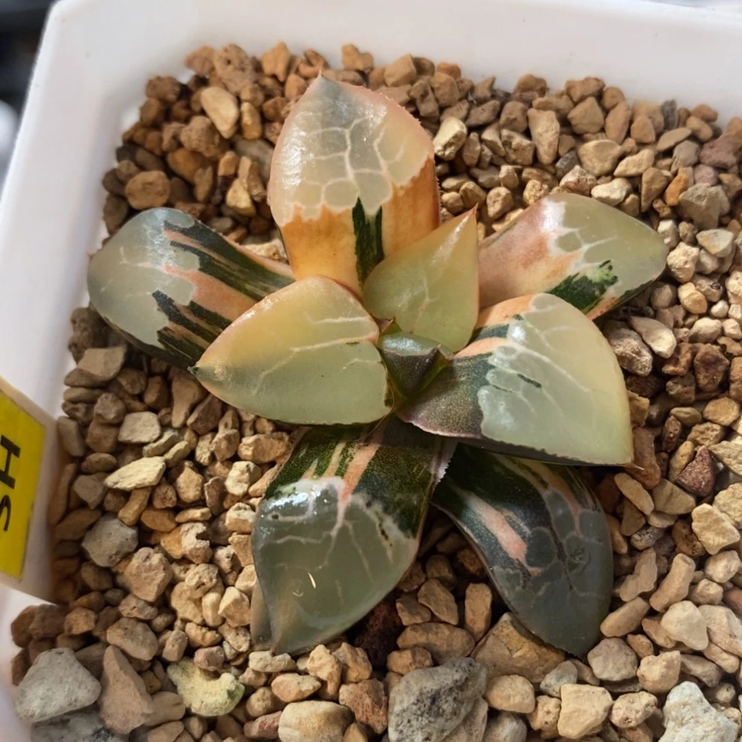 24火凤凰锦一物一拍