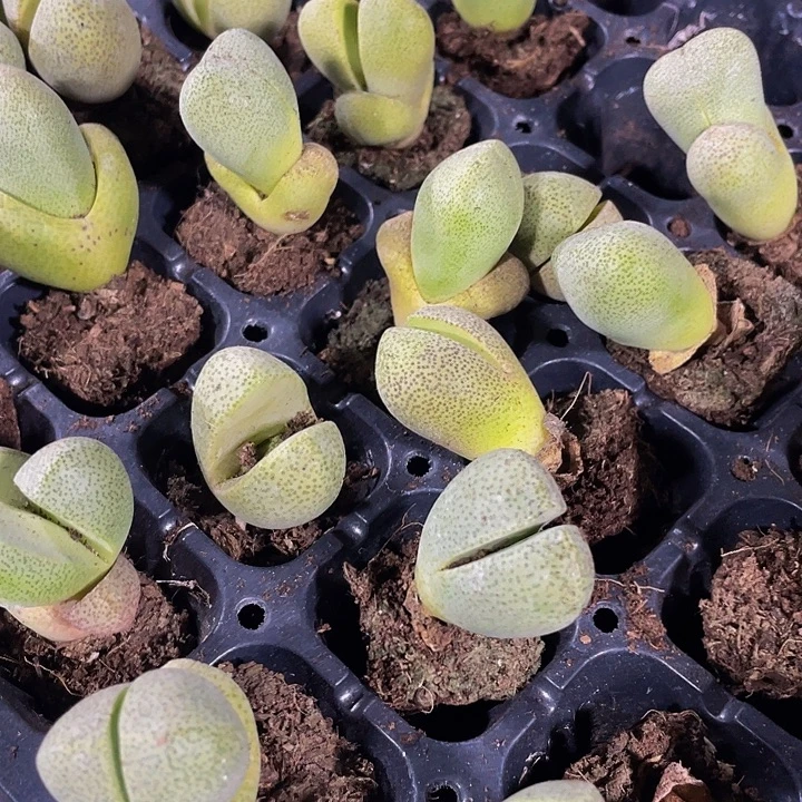 小元宝1元带人发货