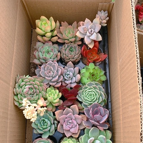 【闪购商品】774号18颗不重复