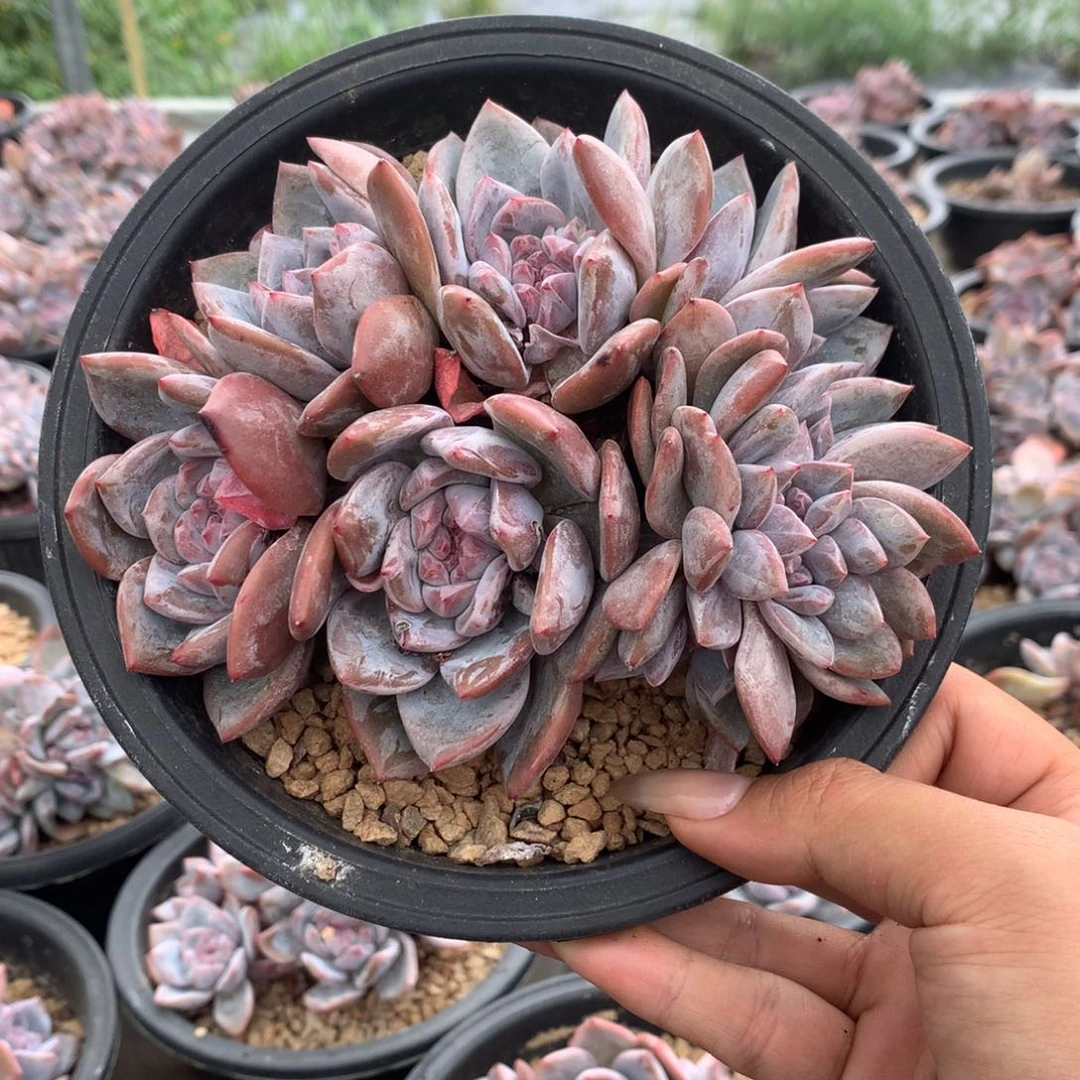 小脸石榴籽带缀化