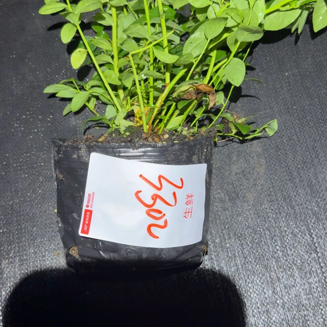 储***兰中钵f6一物一拍3302