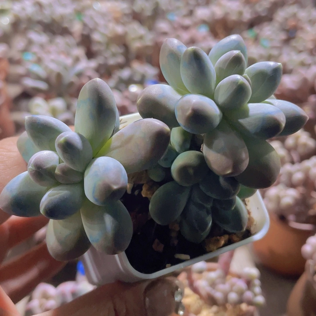 星空美人 多肉植物群生