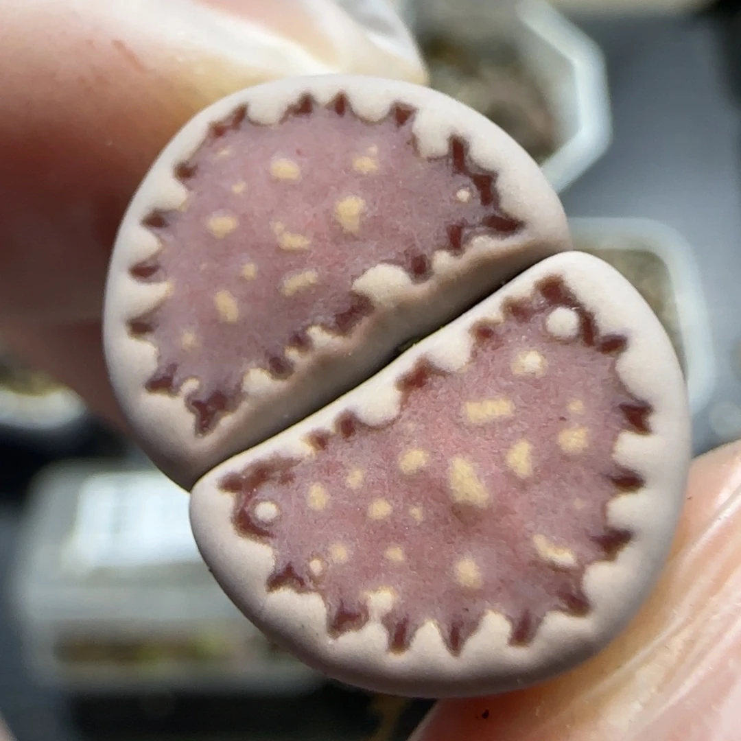 9.8。.013饼干。5011