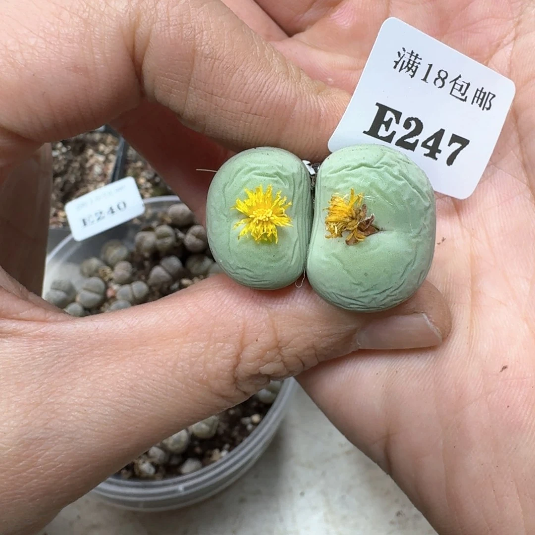 E247 双头鸽子蛋。