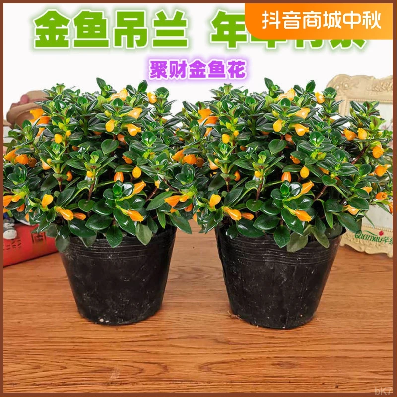 基地直销精品金鱼花吊兰盆栽室内花四季好养带花苞桌面阳台花卉