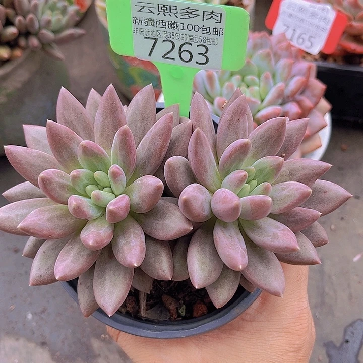 7263水晶球。      无砍