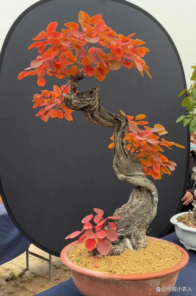 精品香山红叶黄栌