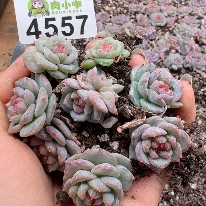 多肉植物多肉植物