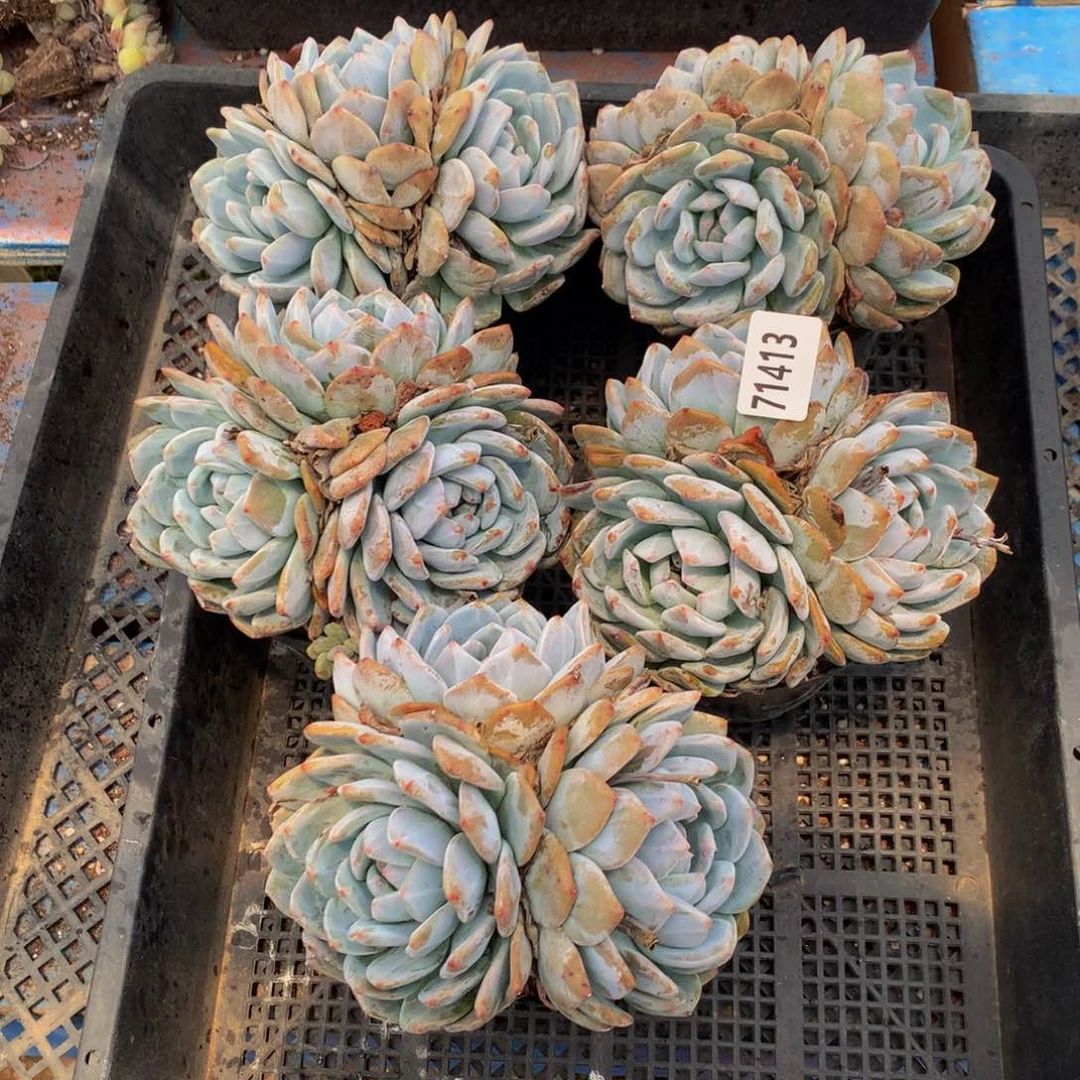 71413五个嗯嗯嗯嗯恶魔少爷