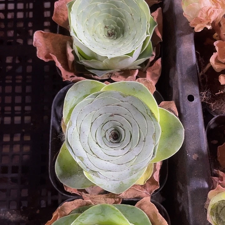 6.5方盆酒杯玫瑰