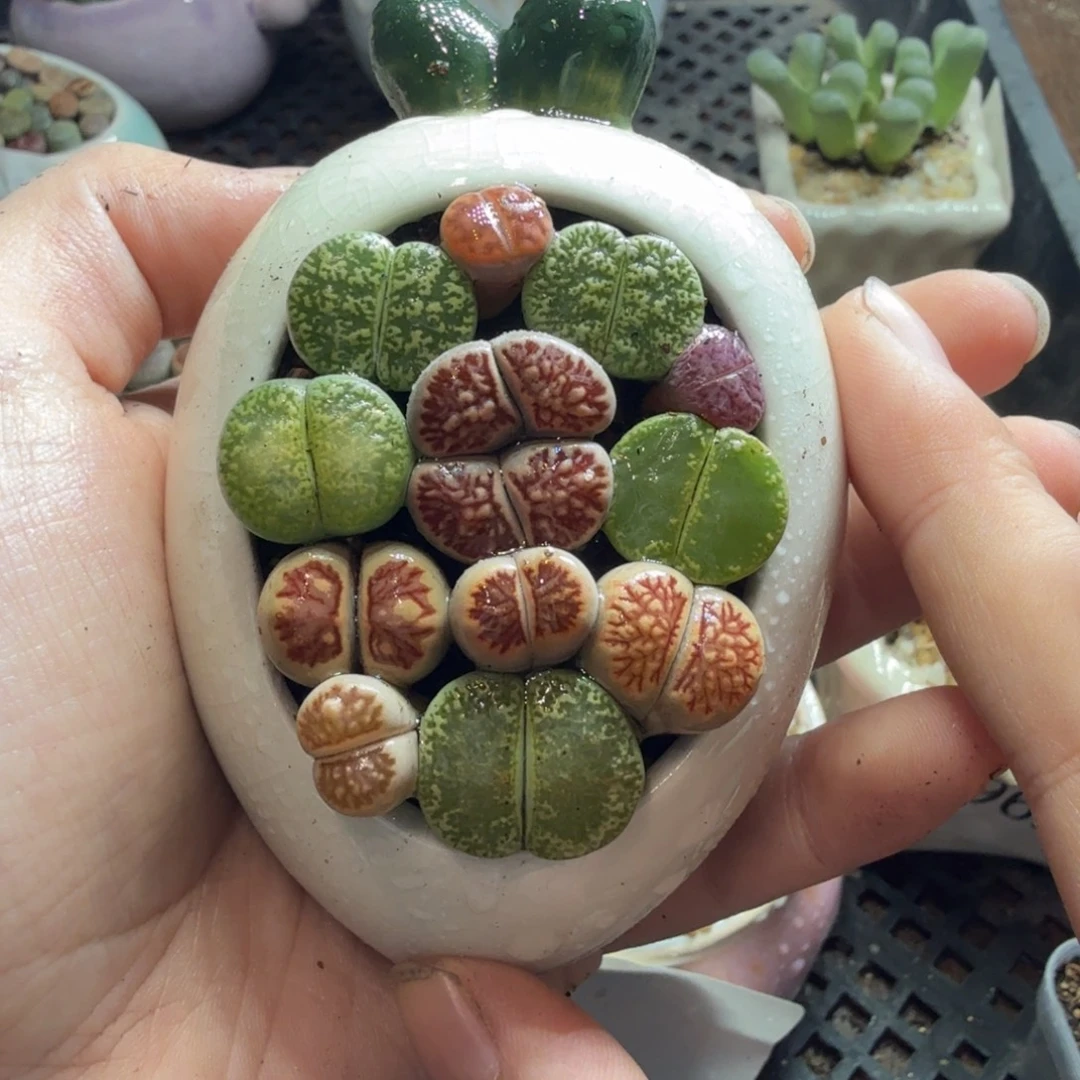 *****多肉植物的生长发育和1000