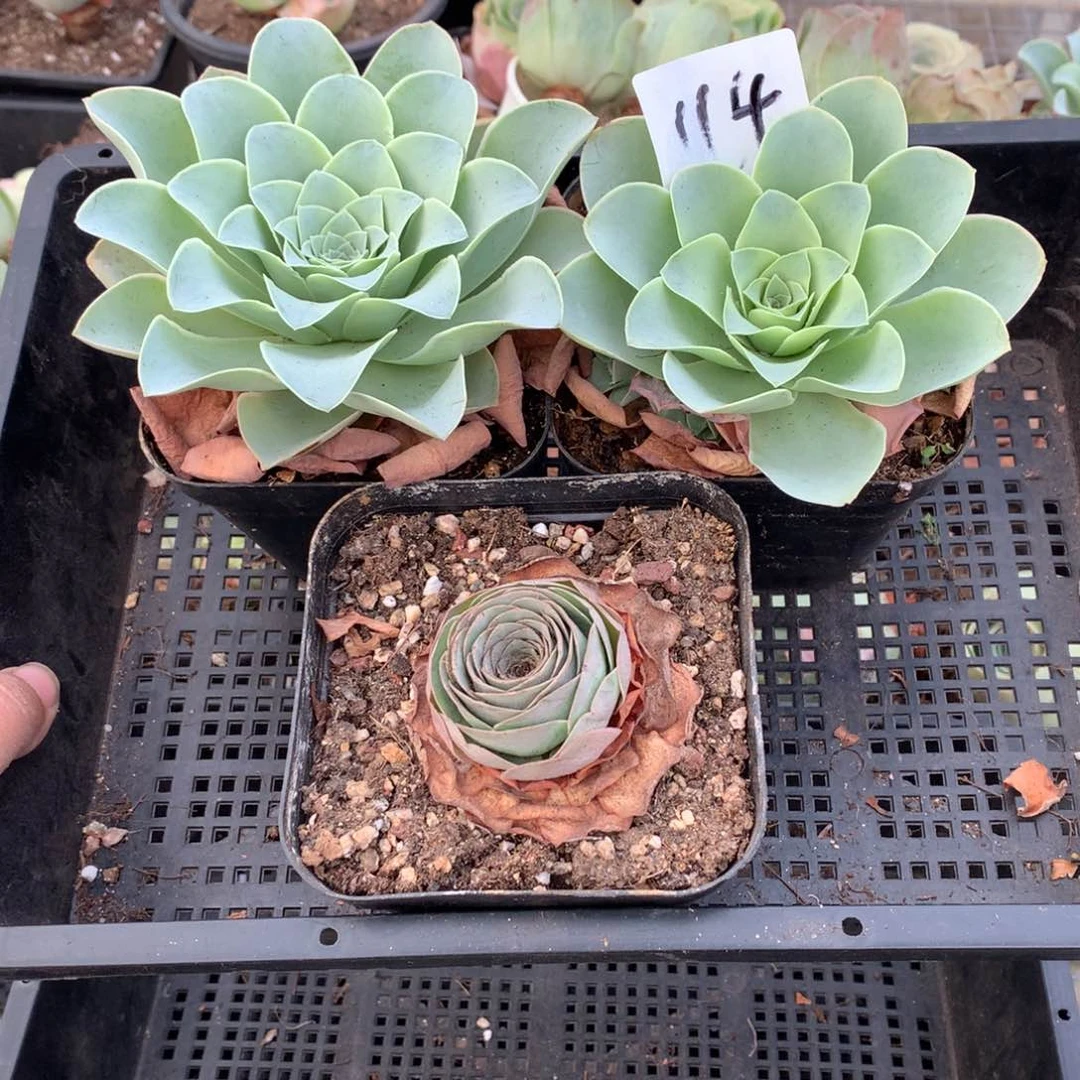 114 福利3颗山地玫瑰