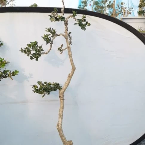 完全开放小叶瓜子黄杨盆景