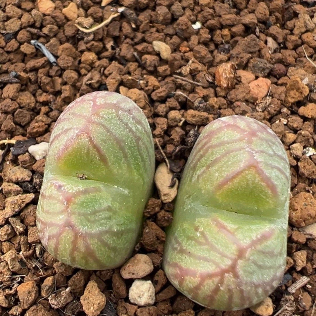 51多肉植物百科植物