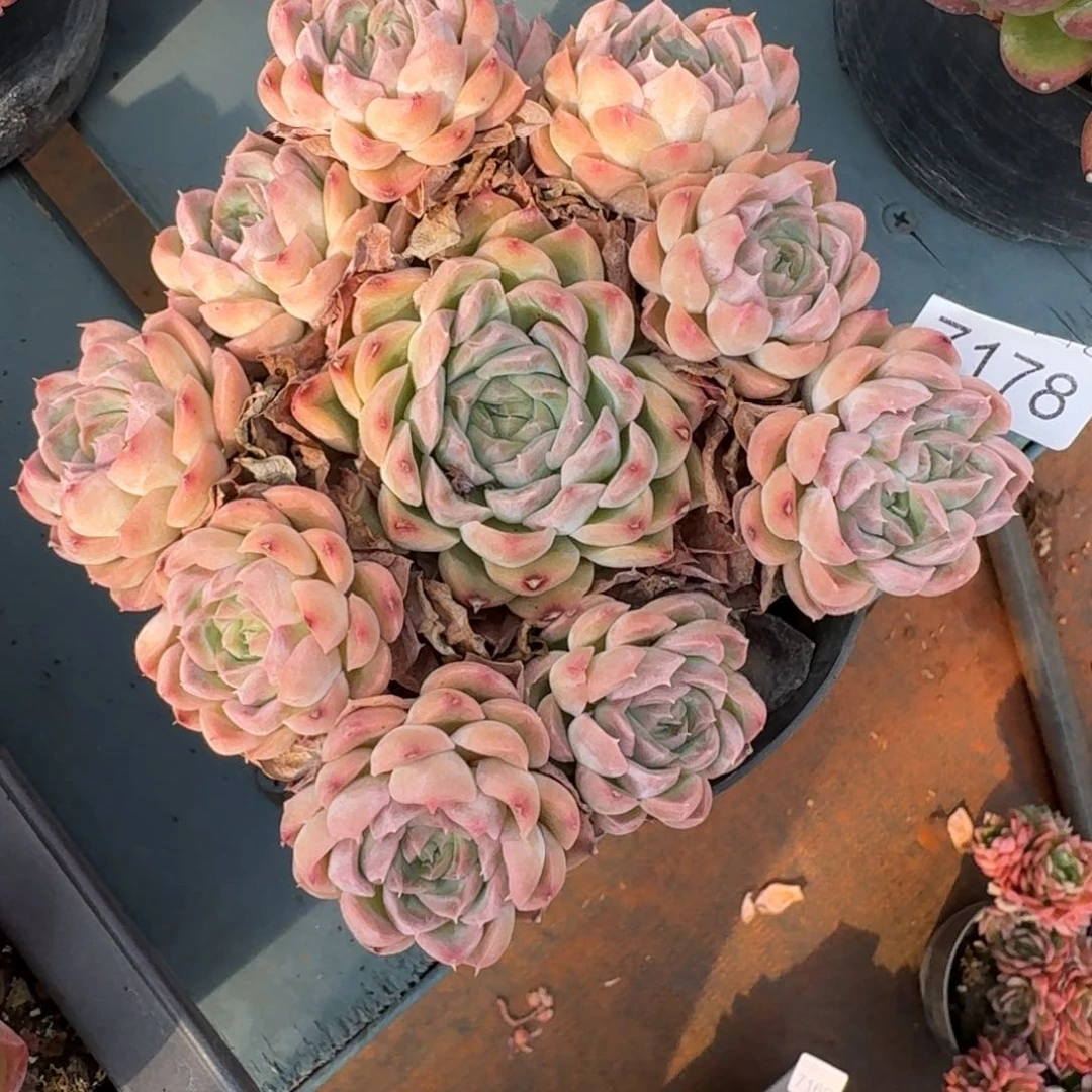 *****7178杂交多肉植物基地
