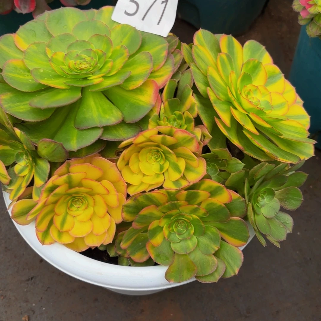 ❥****571多肉植物霓虹特价