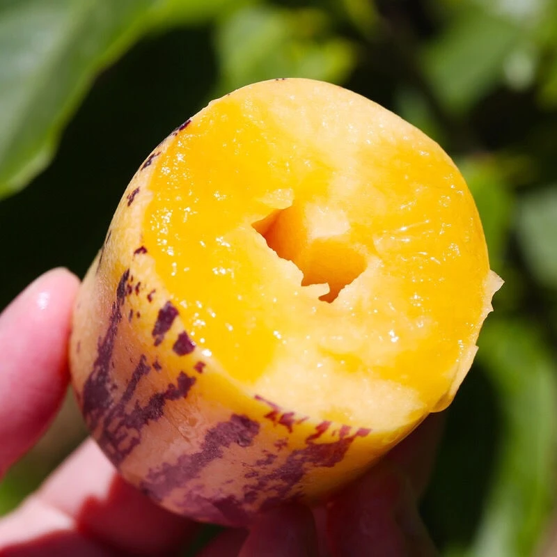 【顺丰】DR甘肃民勤沙漠人参果新鲜采摘树上熟黄果