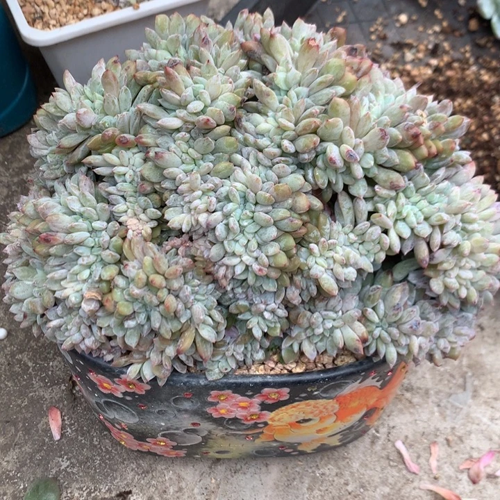 多肉植物星影缀化