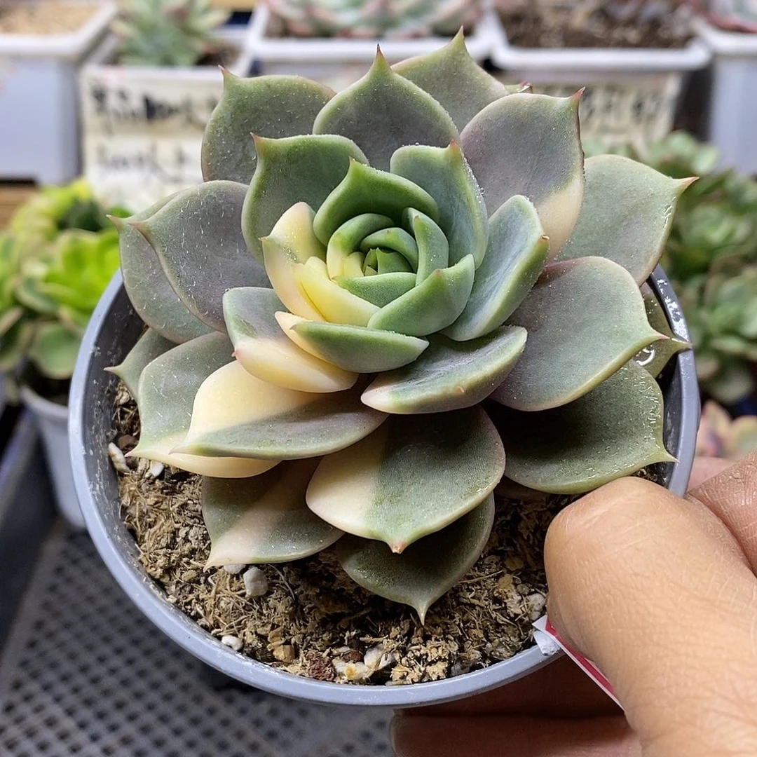 21108 贝加尔湖花脸锦