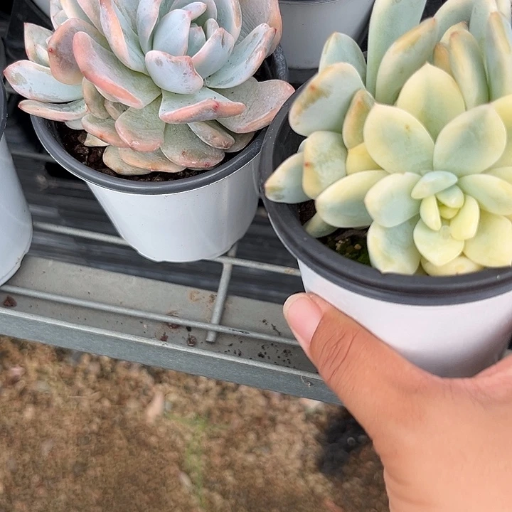 橙景4678998¥@kllm