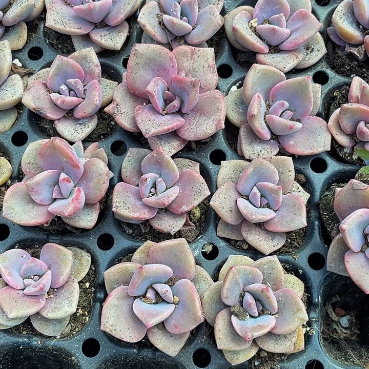 小彩虹糖1元带土发