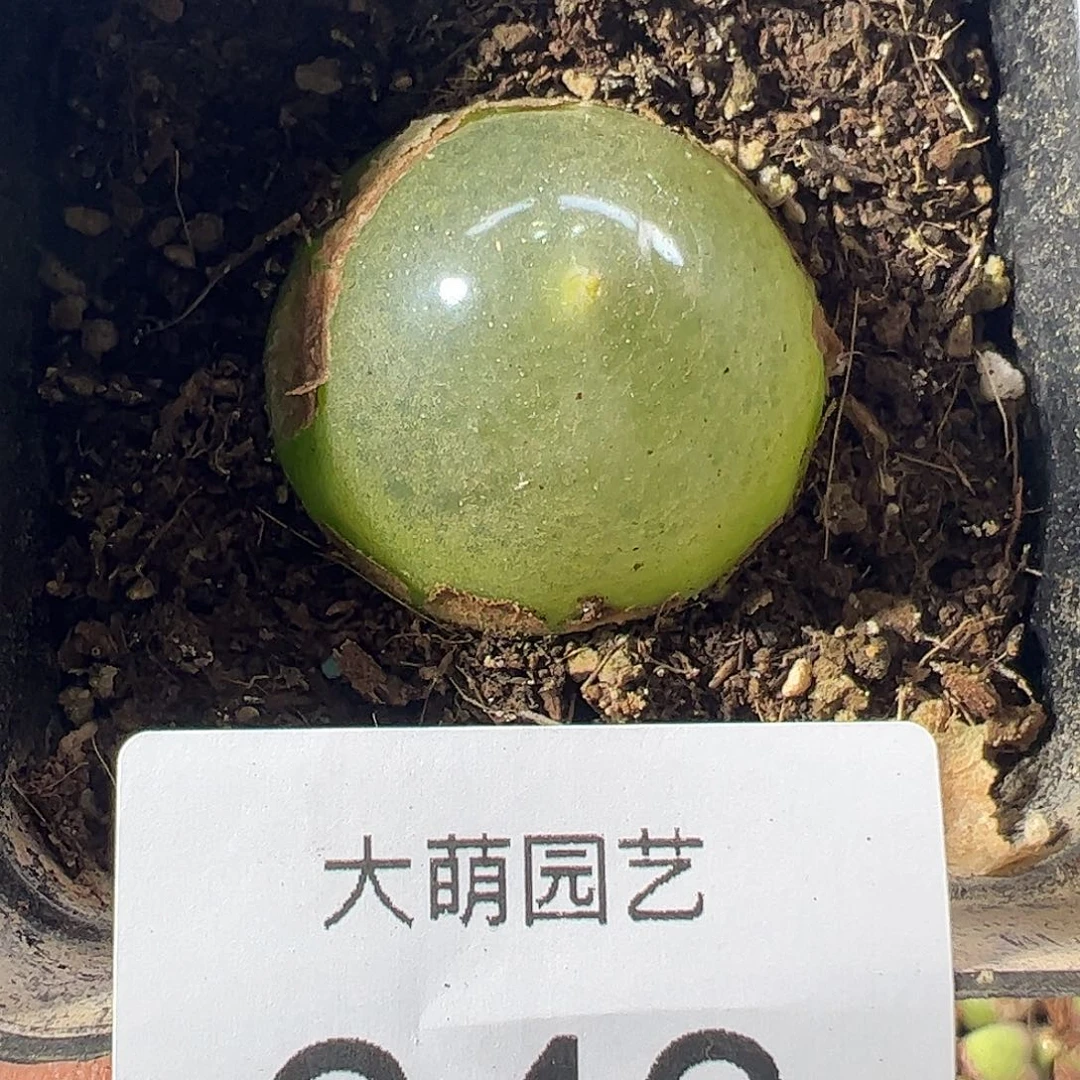 一物一拍带盆土发。  643