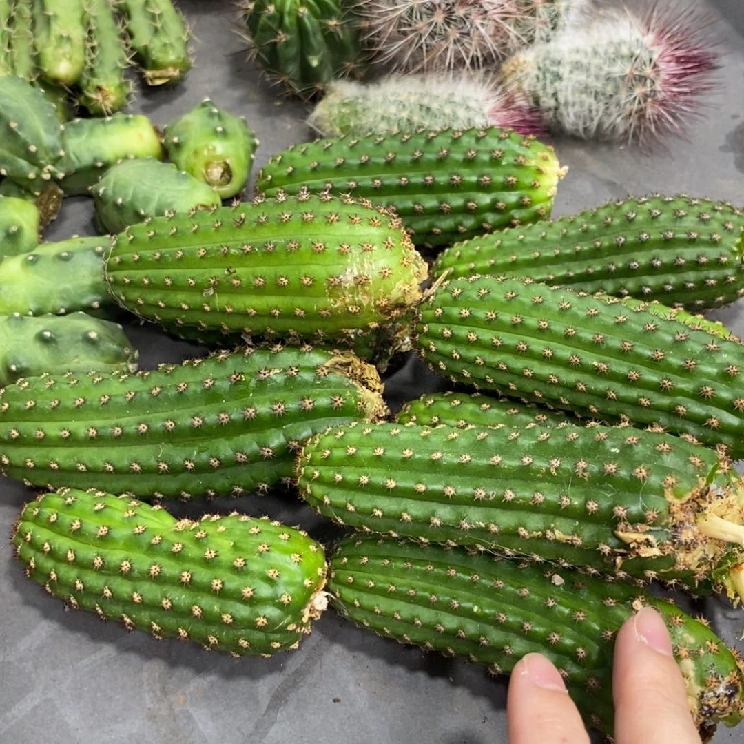 新品金妞金4侧芽一个