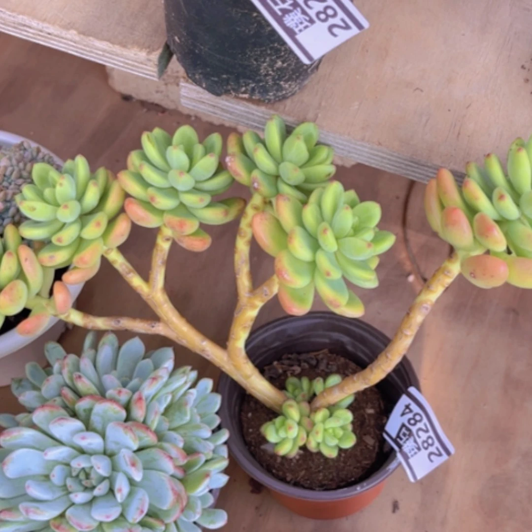 【闪购商品】香格里拉朵朵28284