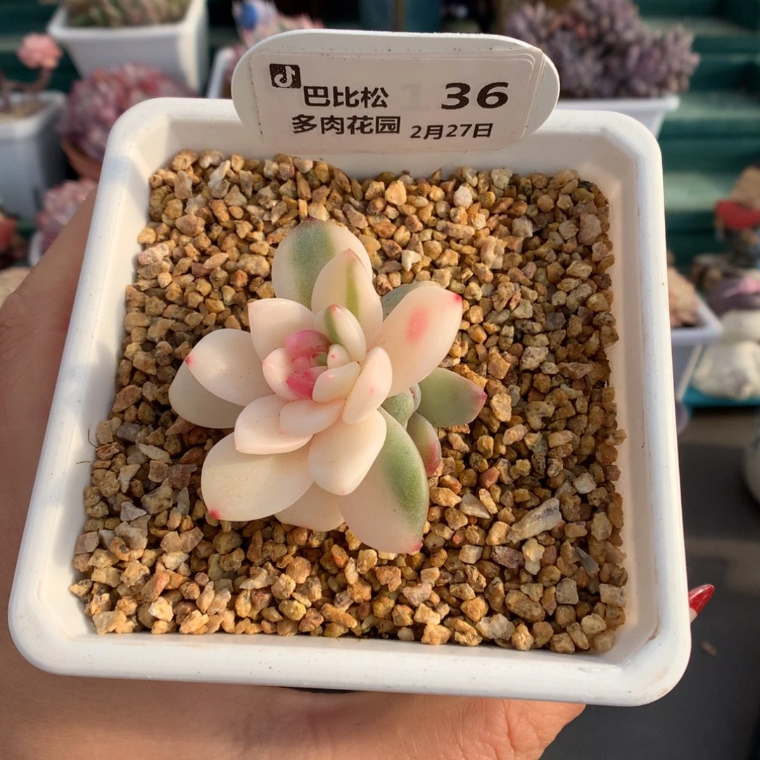 36梦露锦多肉植物y一个